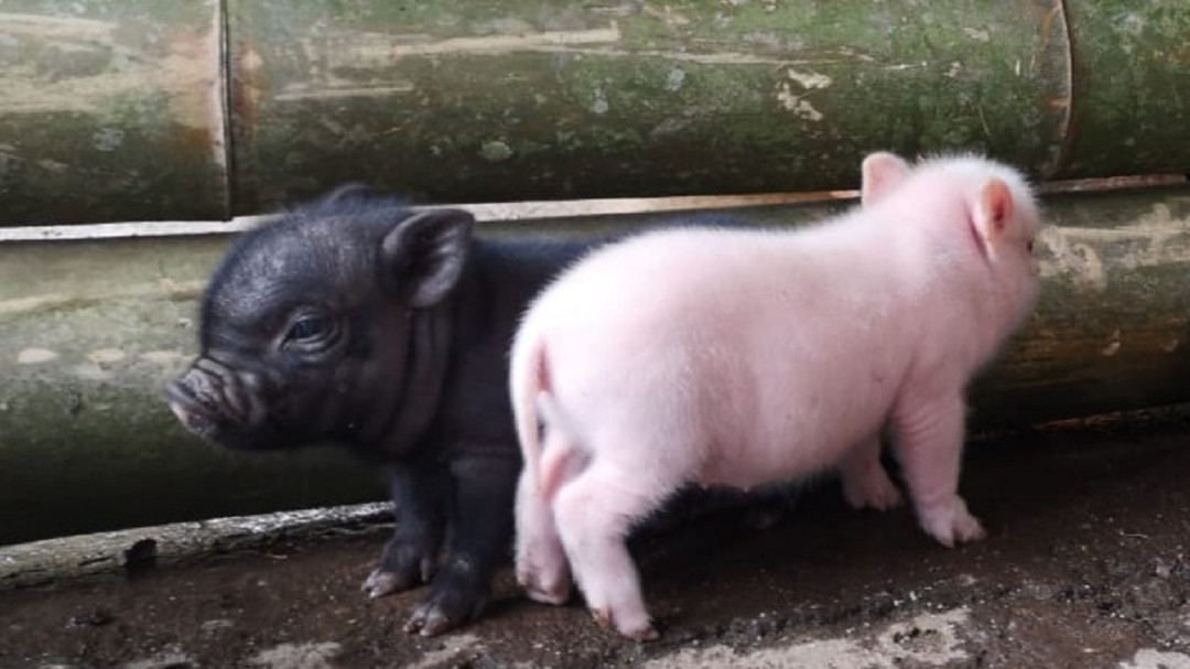 Nueva tendencia de mascotas: los mini pigs