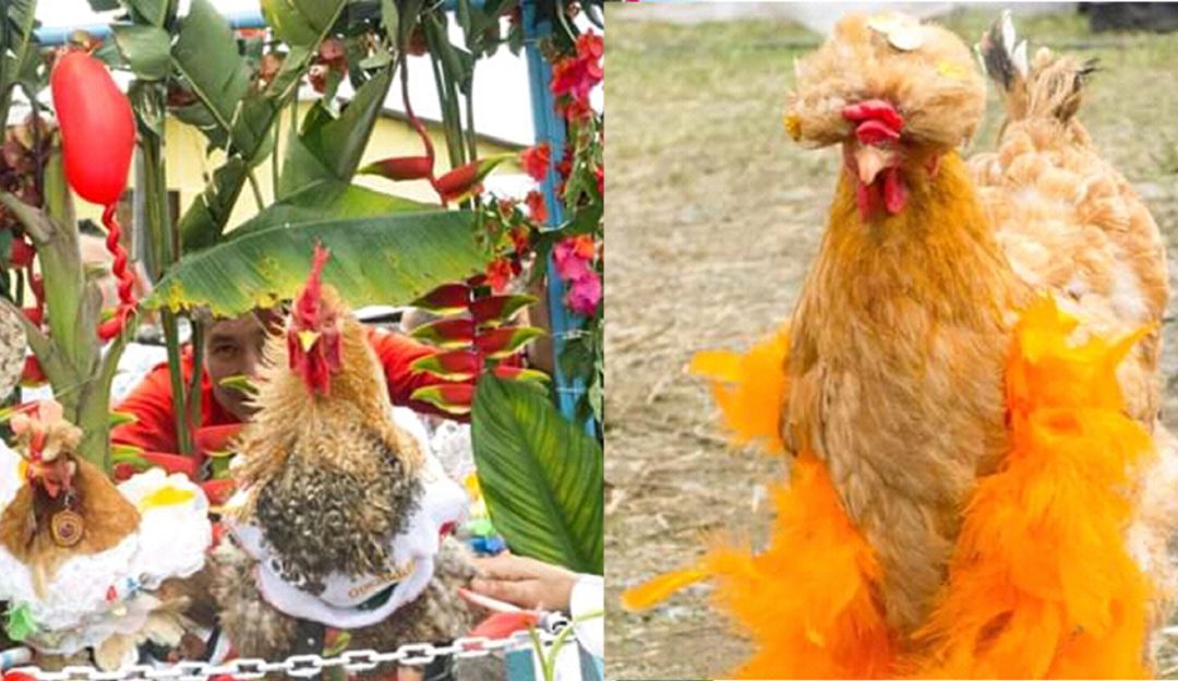 Festival de la Gallina Campesina en Marsella, Risaralda