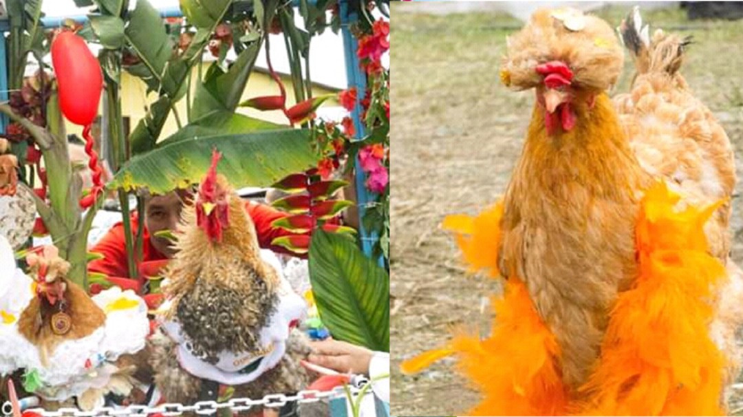 Llega el Festival de la Gallina Campesina