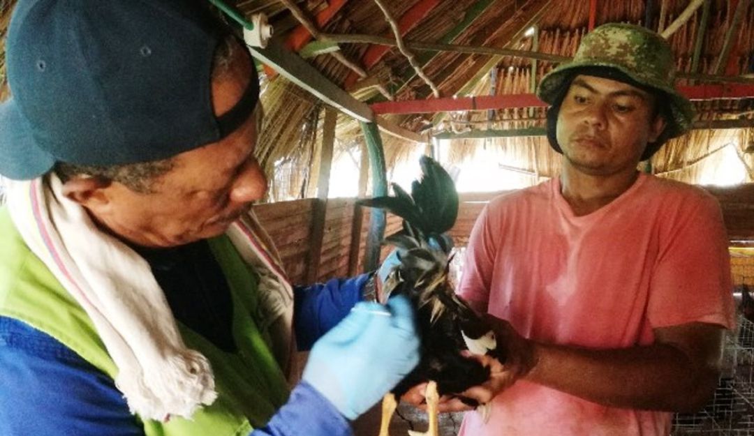 Muestreos epidemiológicos avícolas Bolívar ICA: El ICA adelanta muestreos epidemiológicos avícolas en Bolívar