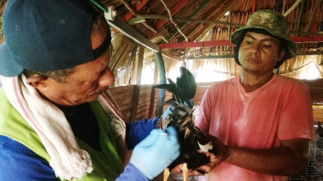 El ICA adelanta muestreos epidemiológicos avícolas en Bolívar