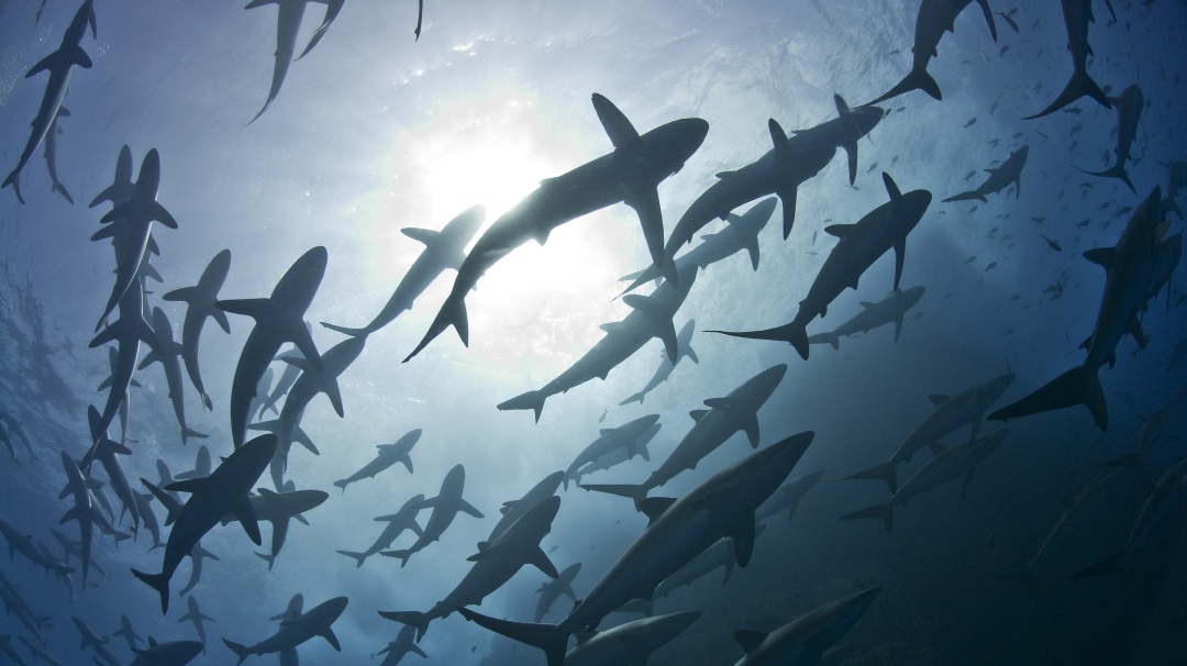 MinAmbiente lanza proyecto para proteger tiburones, rayas y quimeras