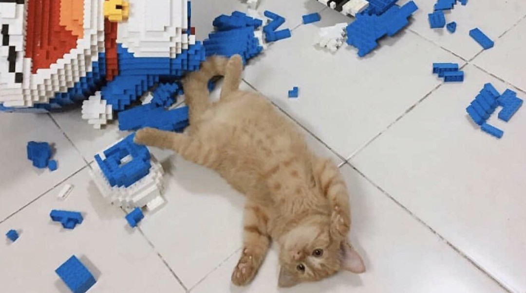 ¡Muy travieso! Gato destruyó figura de Doraemon de más de 2000 piezas