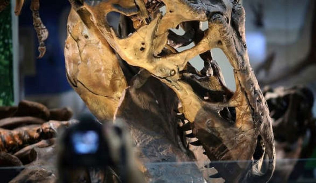 T-rex enanos: Científicos afirman que los T-rex enanos probablemente no existieron