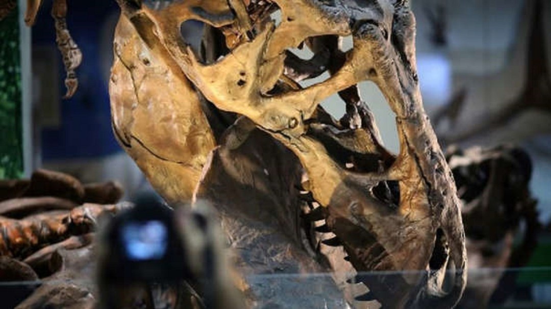 Científicos afirman que los T-rex enanos probablemente no existieron