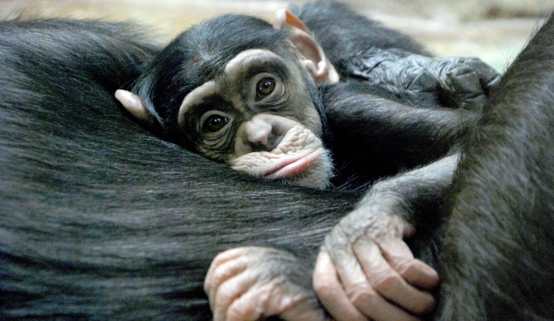 Incendio en zoológico de Alemania: Mueren todos los gorilas y chimpancés por incendio en un zoológico