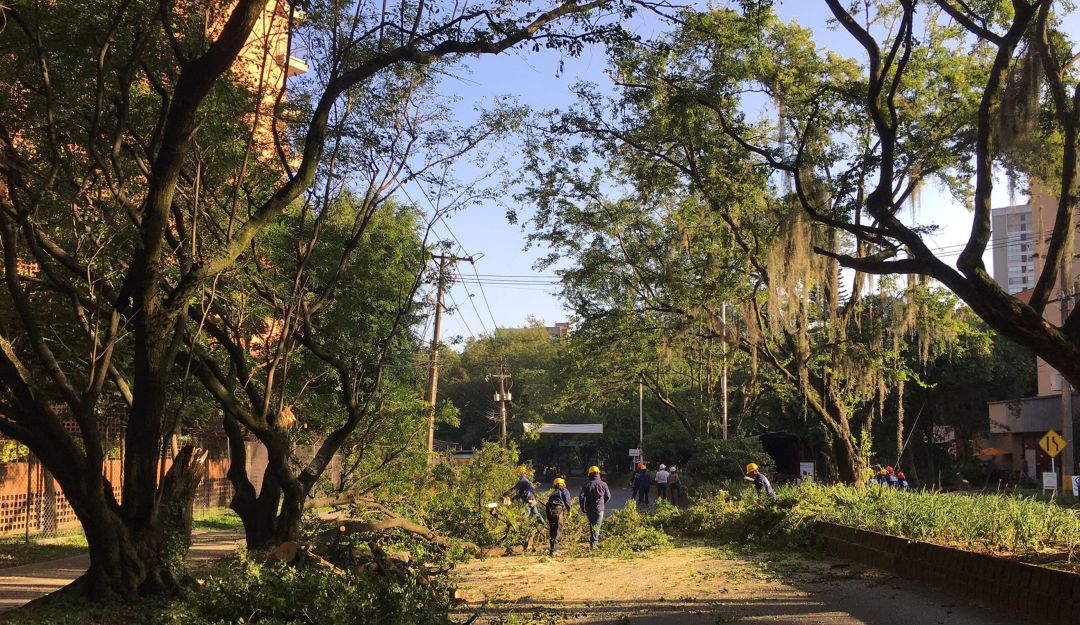 Nueva tala en Túnel Verde de Envigado, derribaría al menos 30 árboles: Nueva tala en Túnel Verde de Envigado, derribaría al menos 30 árboles