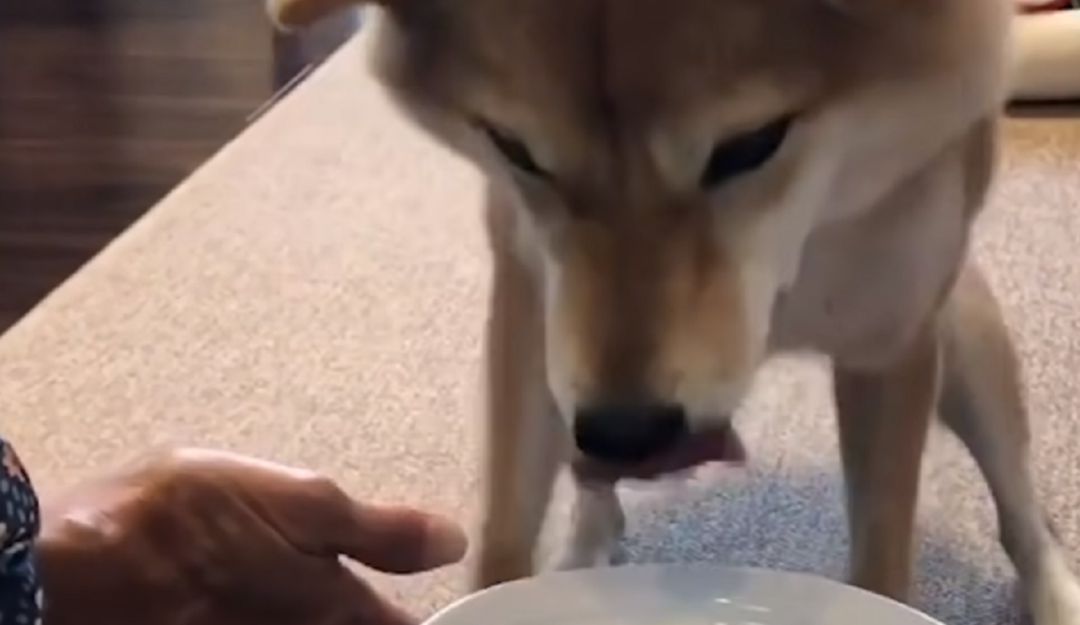 Perro emocionado tras ver su comida.: (Video) Perro no se puede contener de la emoción al ver su plato de comida