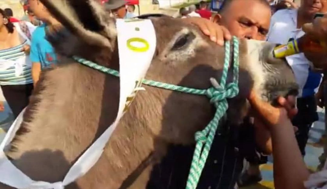 Gobernador de Cundinamarca se comprometió a luchar contra maltrato animal: Gobernador de Cundinamarca se comprometió a luchar contra maltrato animal