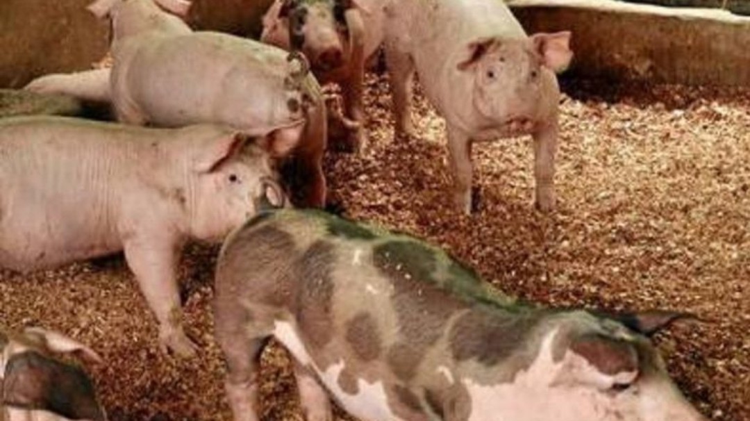 Malos olores, contaminación y moscas, falta control a avícolas y porcícolas