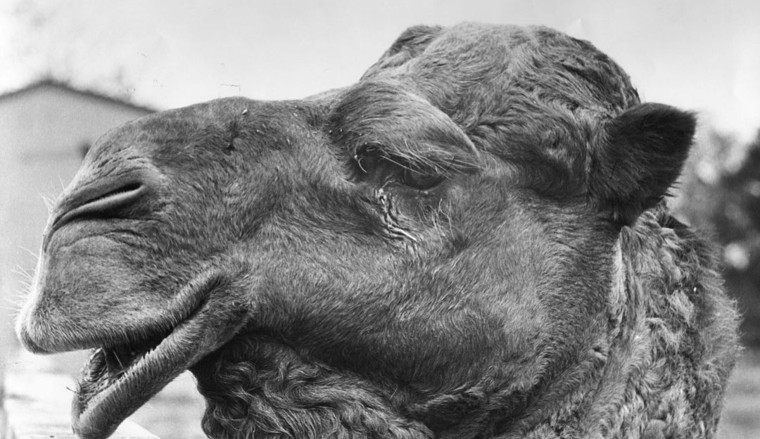 Animales serán sacrificados en Australia por incendios en 2020: Camellos salvajes que compiten por el agua serán sacrificados en Australia