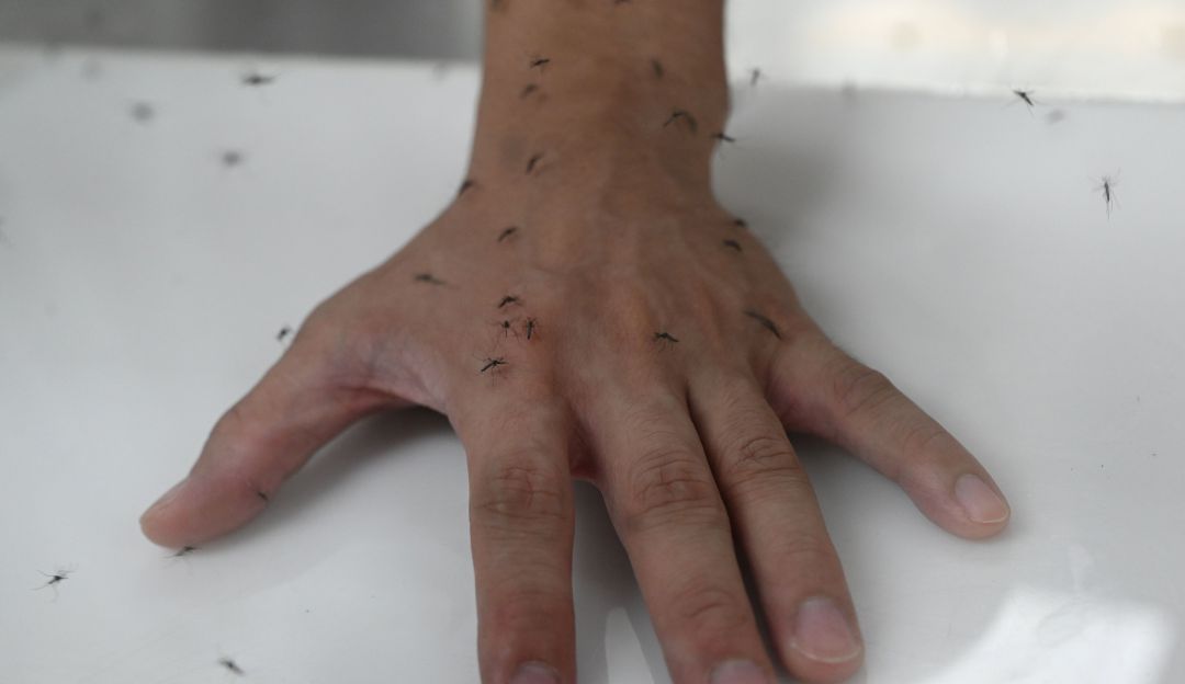 Más de 14 mil casos de dengue se reportaron en 2019 en el Tolima: Más de 14 mil casos de dengue se reportaron en 2019 en el Tolima