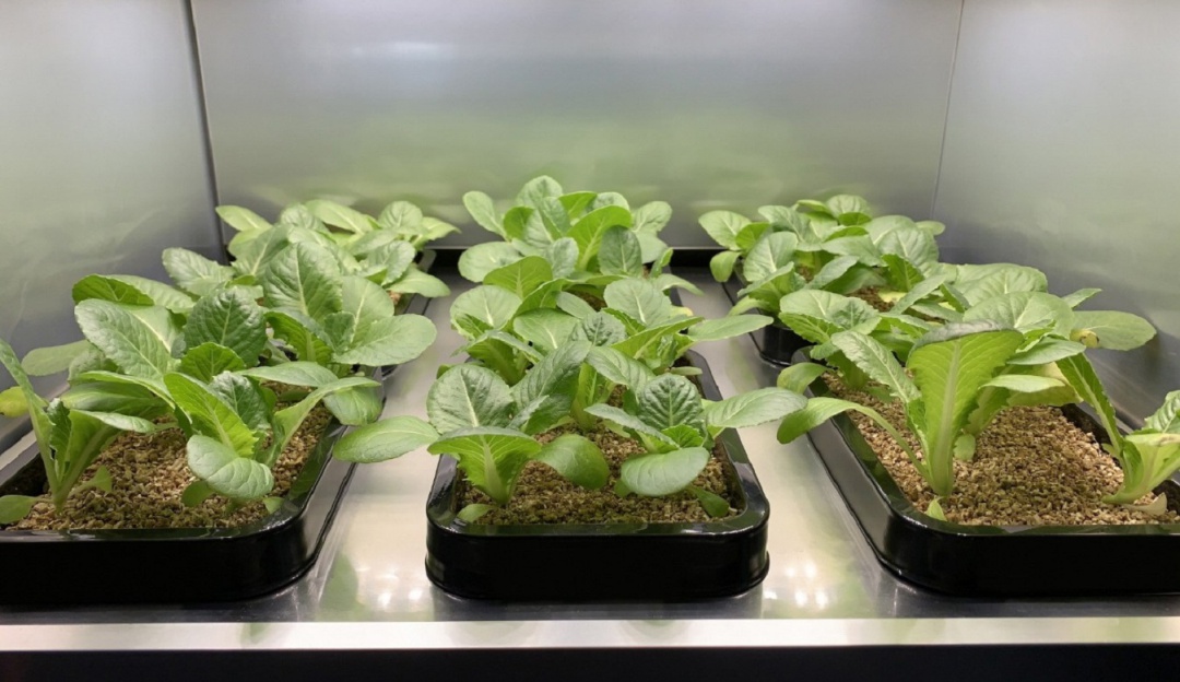 Cultivadores de Interiores LG: ¿Comida orgánica? LG presentó sus cultivadores