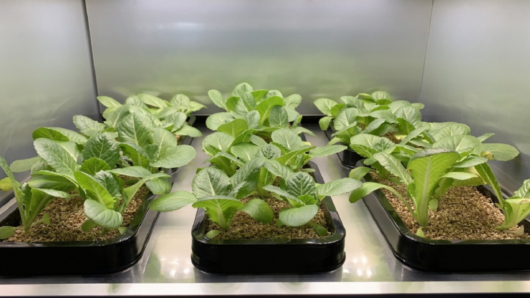¿Comida orgánica? LG presentó sus cultivadores