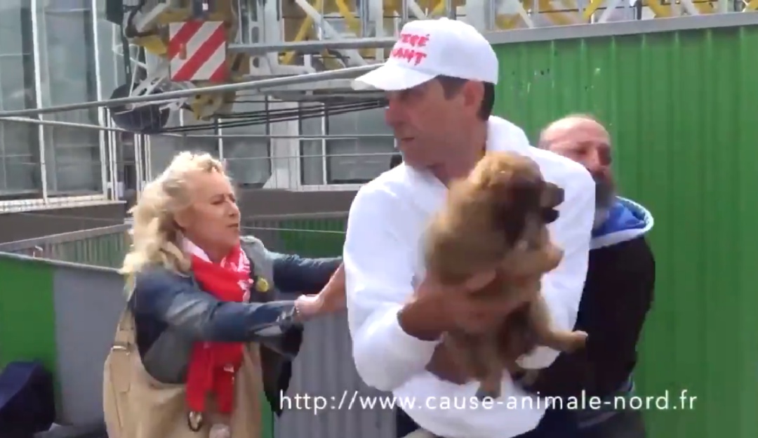 Activista roba perro de habitante de calle: ¡Vuelve a ser viral! Activista raptó perrito de habitante de calle