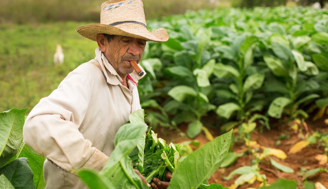 Prácticas para contribuir a la protección de los suelos: Prácticas para contribuir a la protección de los suelos