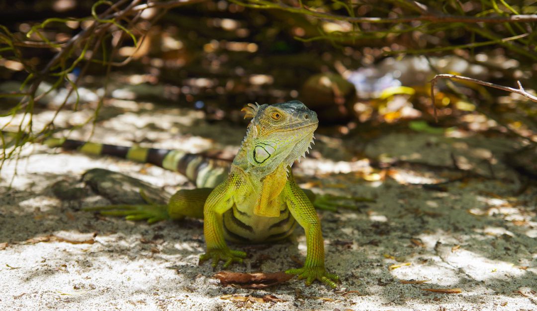 Nuestra biodiversidad está en peligro: Nuestra biodiversidad está en peligro