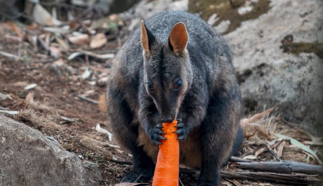 Australia incendios forestales: Australia lanza desde helicópteros comida a animales afectados
