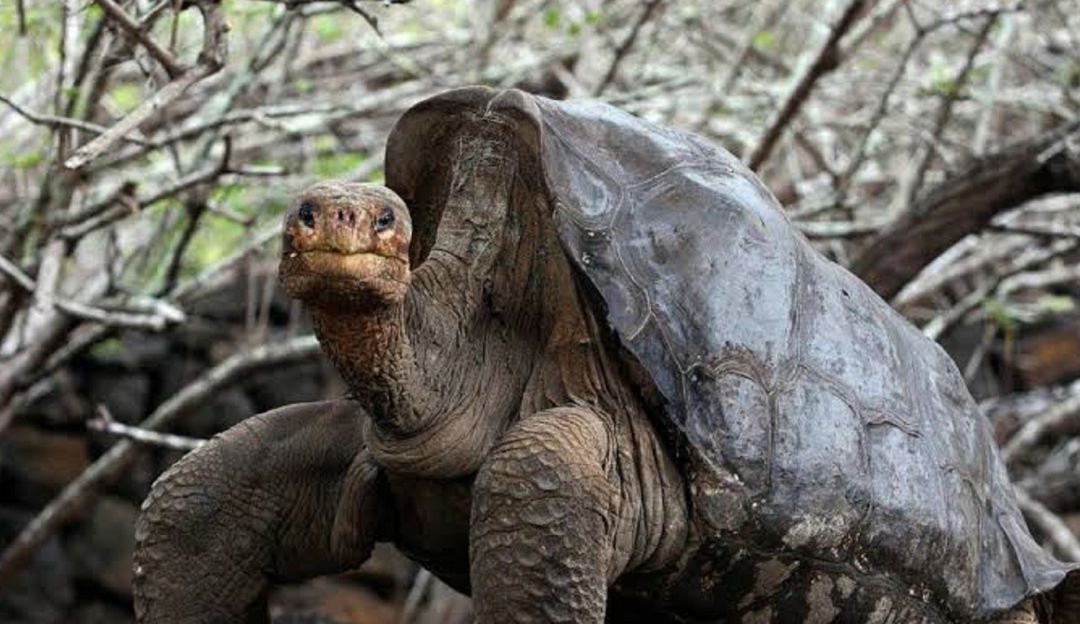 Tortuga que salvó su especie: ¡Un héroe! La tortuga Diego se apareó tanto que terminó salvando su especie