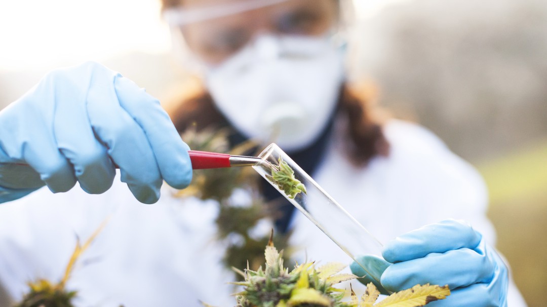 Falta mucha pedagogía en el tema del cannabis medicinal