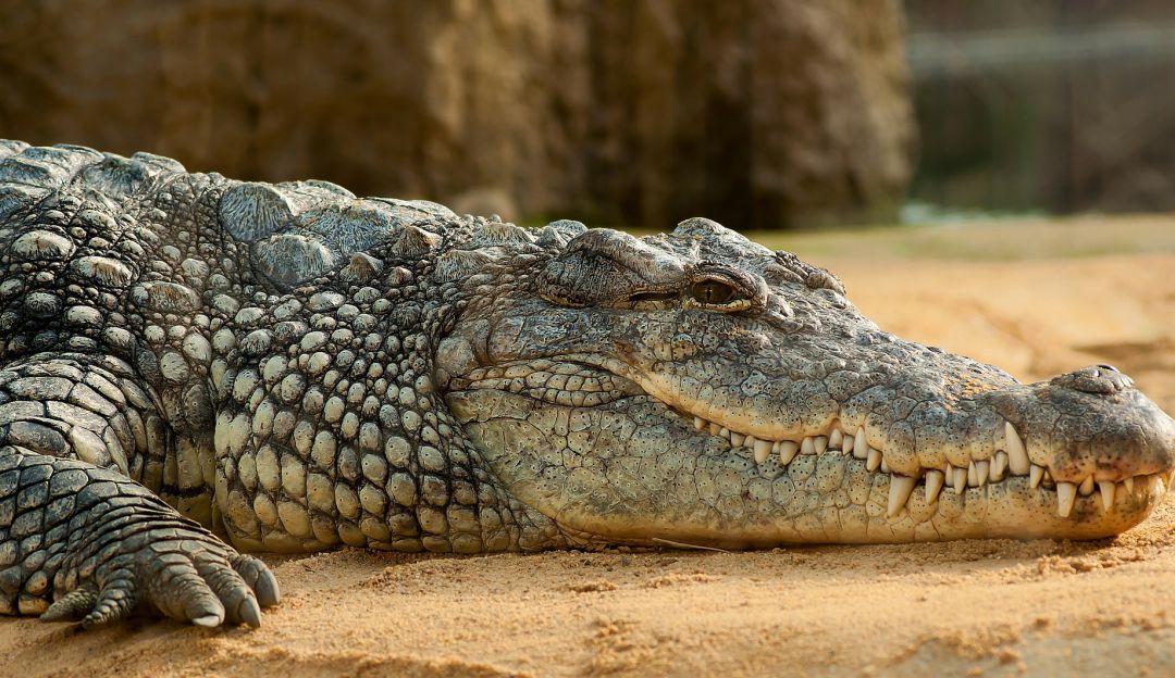 Cocodrilos de Australia sobreviviente: Australiano sobrevivió tres semanas en un bosque lleno de cocodrilos