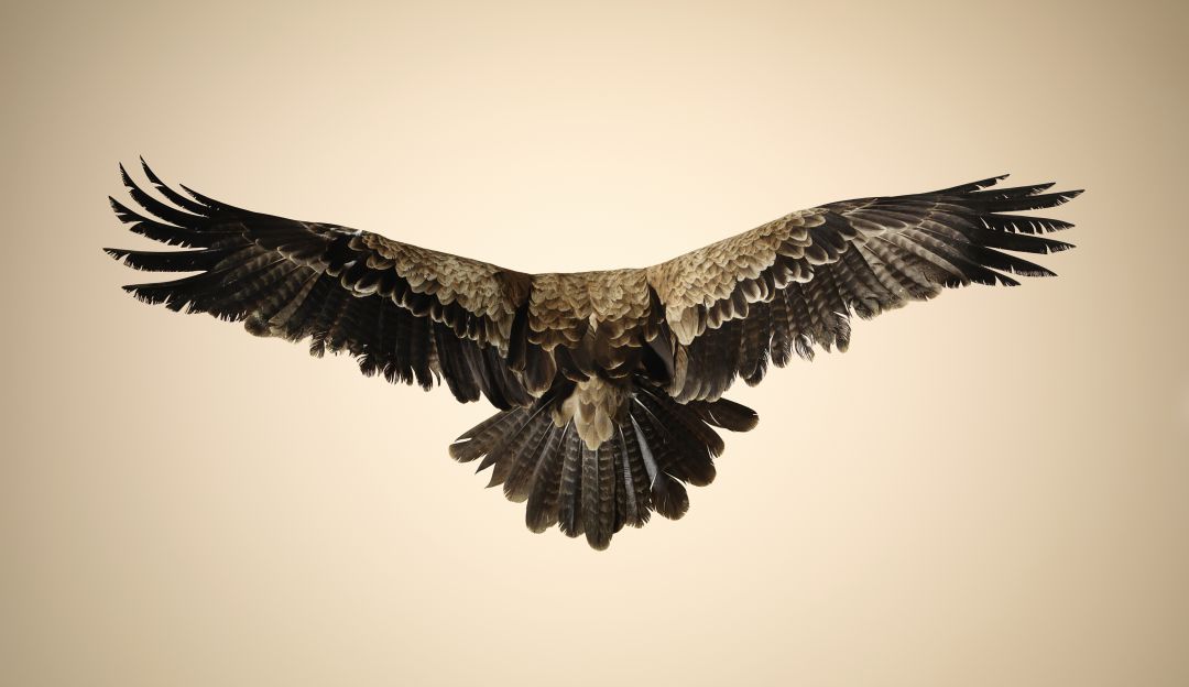 Águila Crestada en conflicto con humanos