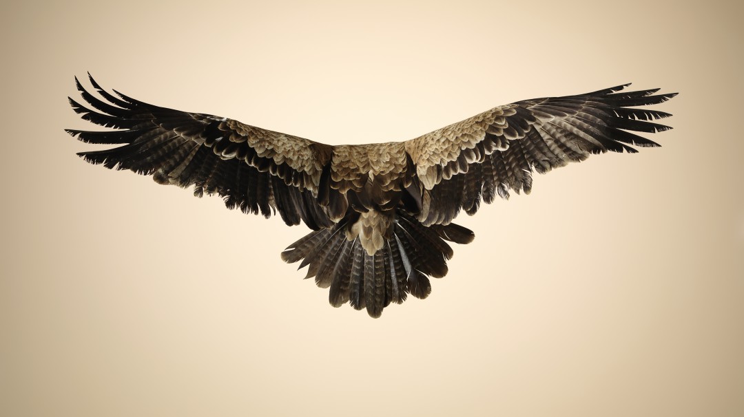 Águila Crestada en conflicto con humanos