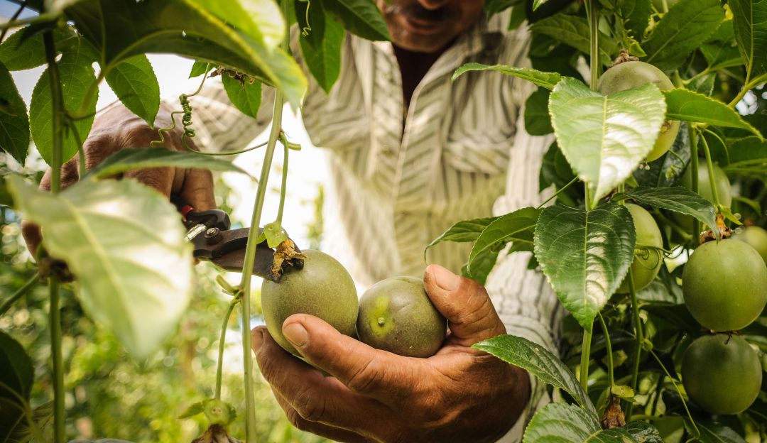 Cultivos colombianos agricultura colombiana: Inteligencia artificial será utilizada para mejorar cultivos colombianos