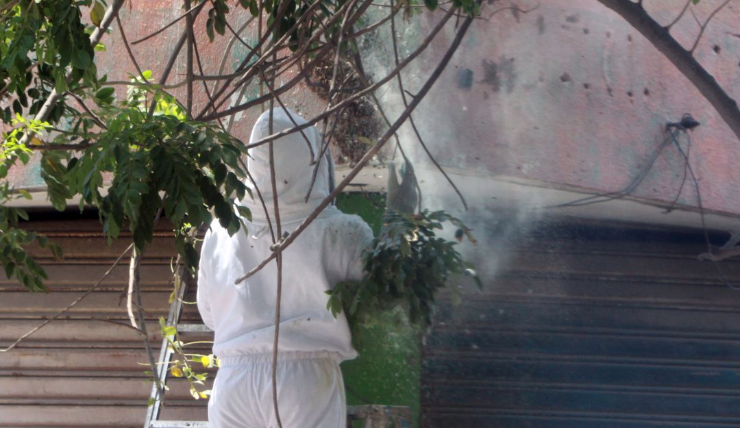 Abejas en Pereira: Abejas migratorias han causado pánico entre los habitantes de Pereira
