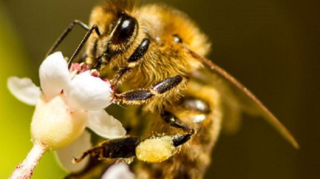 En Colombia aplican agroquímicos por si acaso,falta capacitación:Fedeabejas