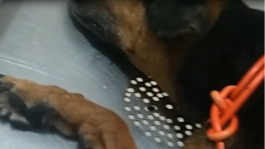 Aberrante caso maltrato animal Armenia, perro quemado con agua hirviendo