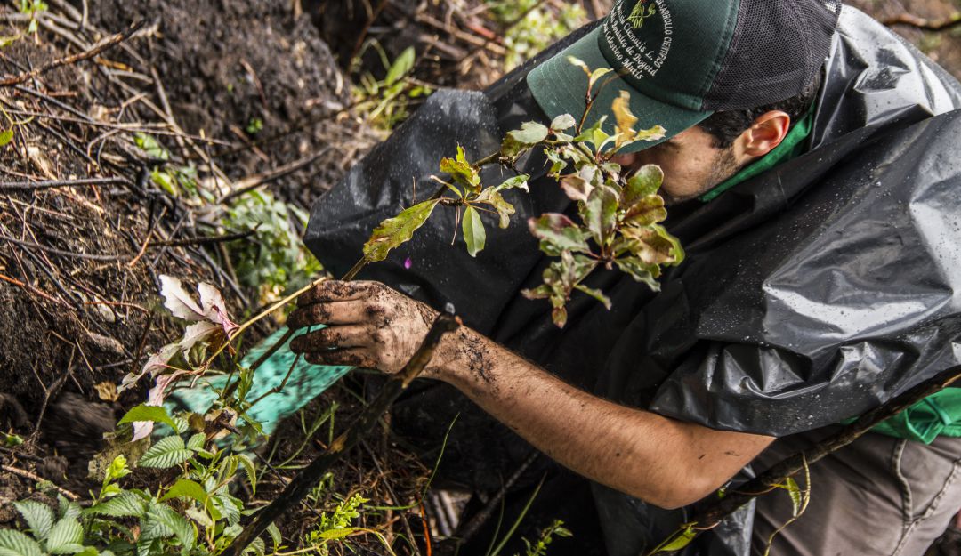 Miércoles de Montaña, iniciativa que quiere reforestar los cerros de Bogotá