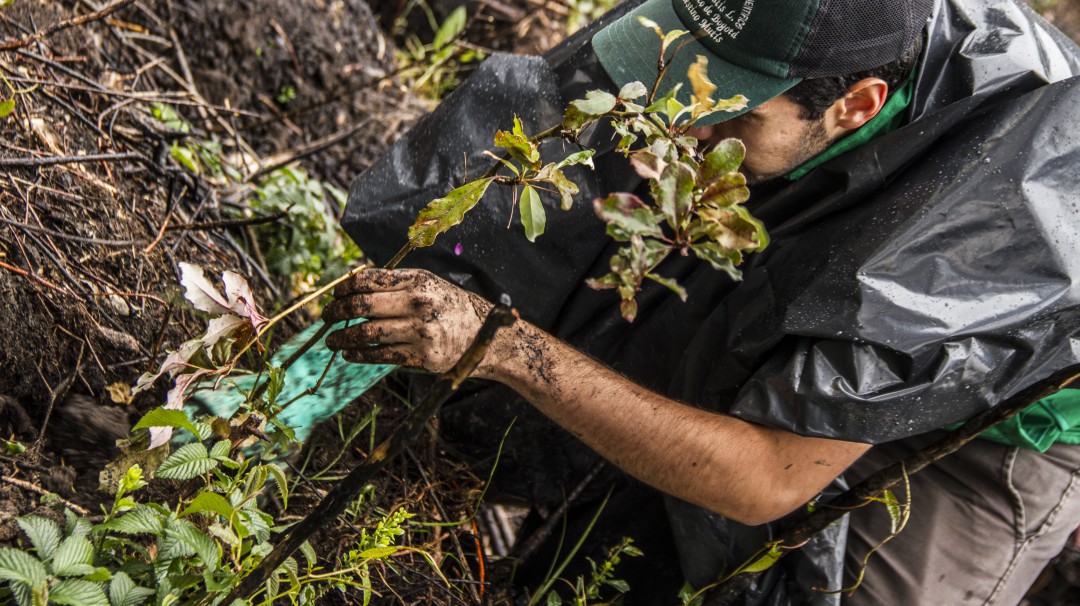 Miércoles de Montaña, iniciativa que quiere reforestar los cerros de Bogotá