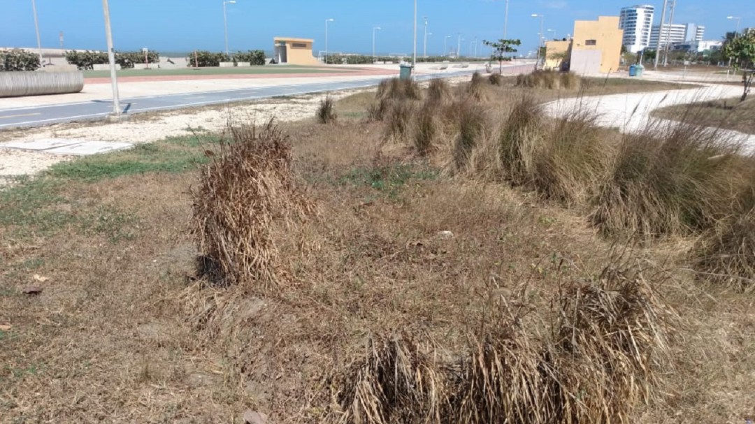 Denuncian descuido en el parque lineal de Crespo en Cartagena