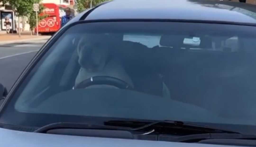 Mascotas perro: ¡Inteligente! Este perro tocó la bocina del auto de su dueño para apurarlo