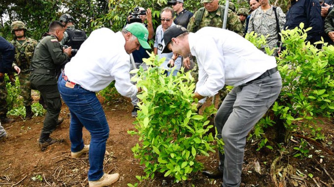 Duque no descarta uso de glifosato para erradicación de cultivos ilícitos