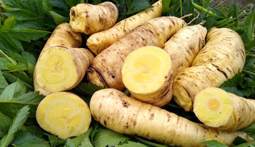 Arracacha