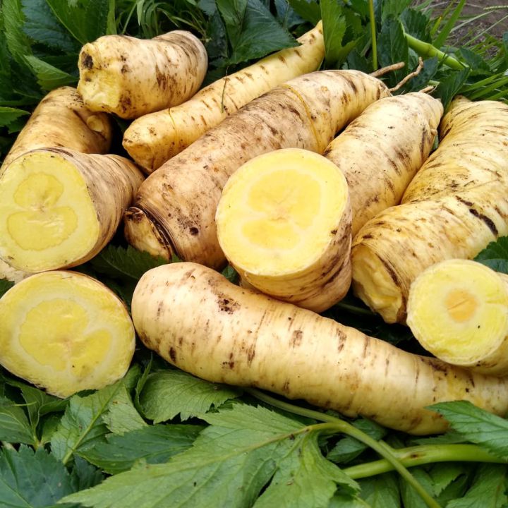 Así es la arracacha, una raíz muy nutritiva