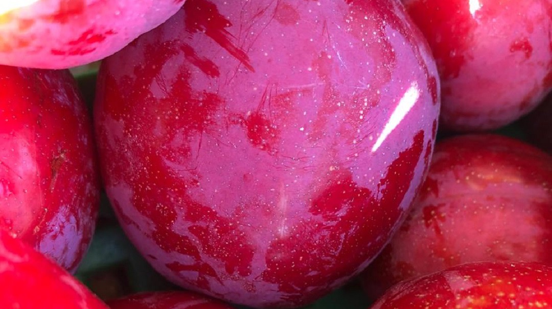 Altas temperaturas afectan producción de ciruelas en Boyacá