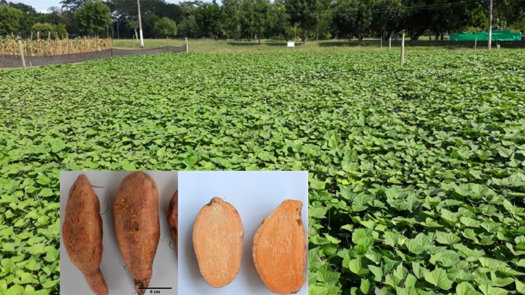 La batata, un tubérculo muy nutritivo que poco conocen los colombianos