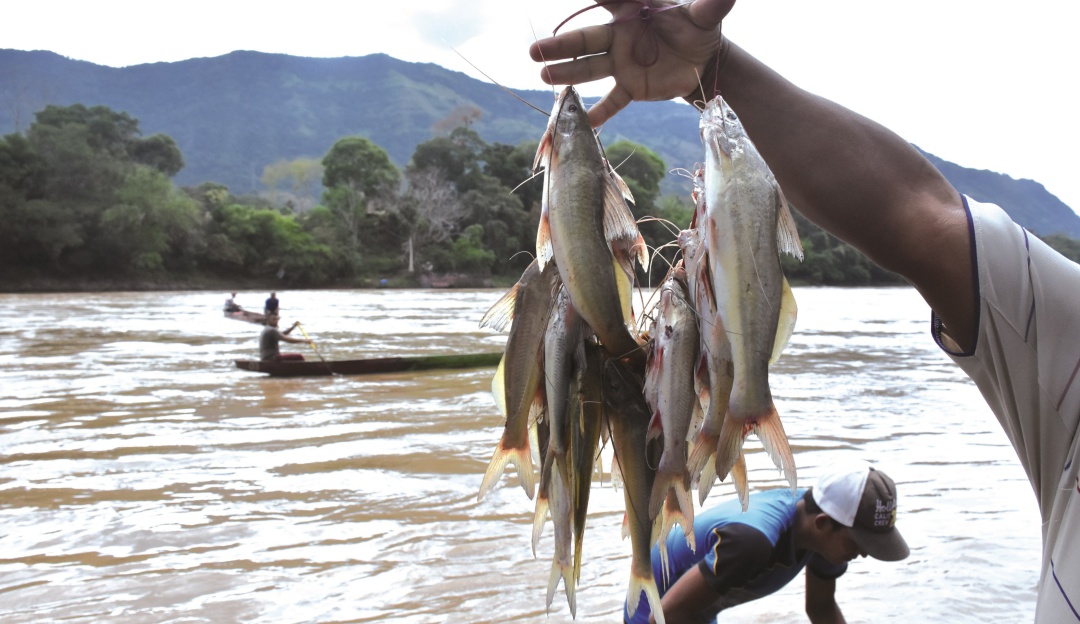 Precios del mercado: Comienza la subienda, bajan los precios del pescado