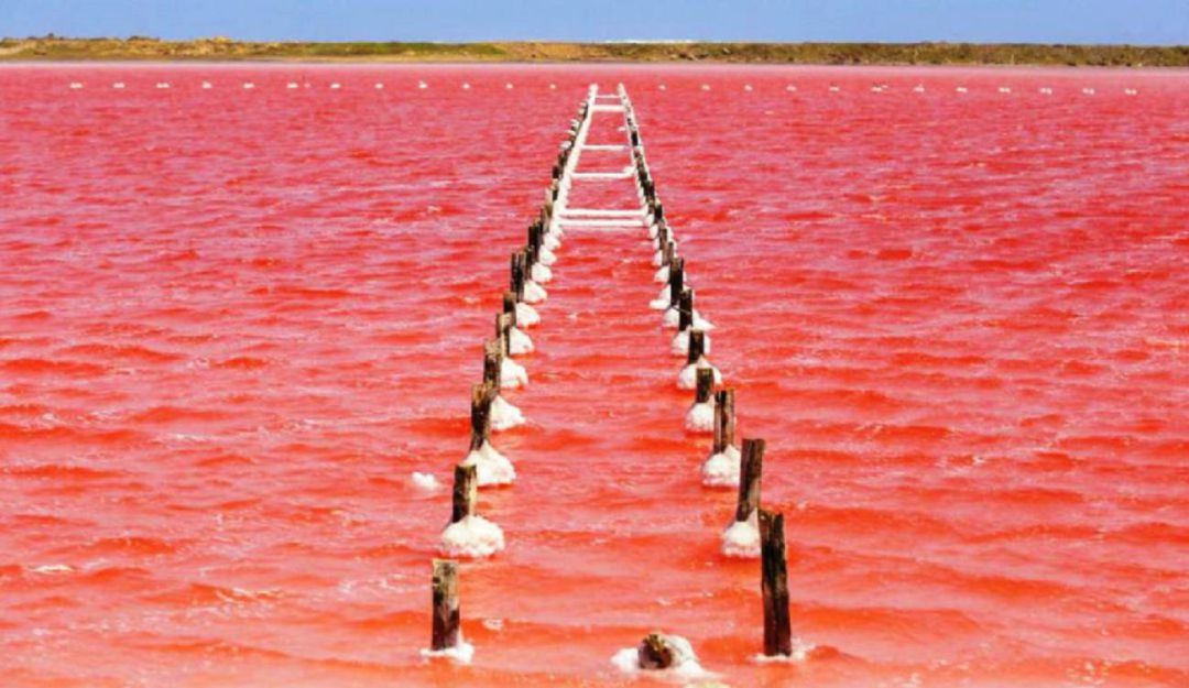 El mar rosado en Colombia: Regresó el mar rosado a Galerazamba, pero la playa estará cerrada