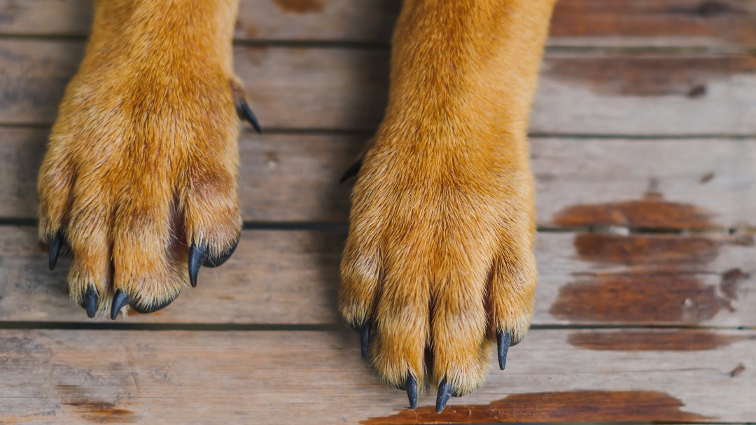 Matan a perro en grave maltrato animal en Arauca