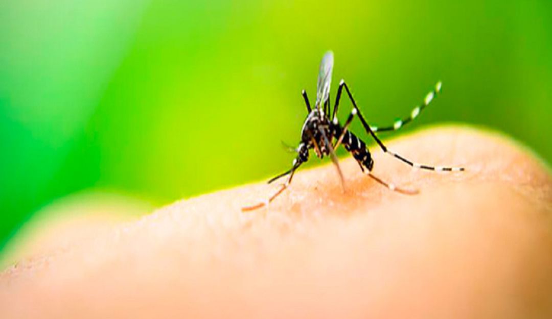 MinSalud deberá entregar informe sobre acciones para mitigar dengue