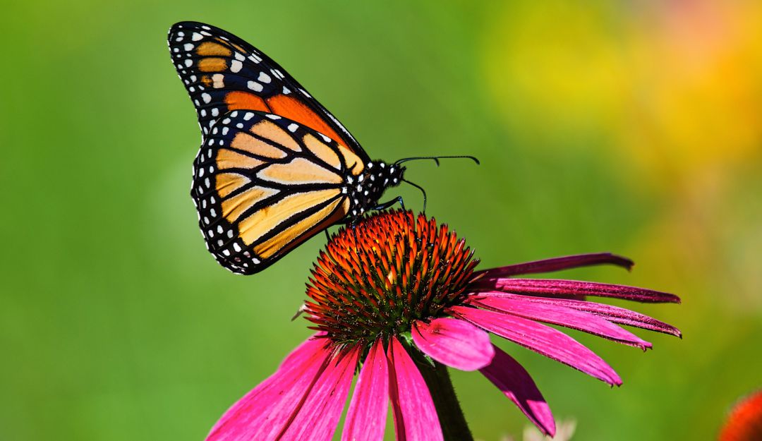 Las mariposas desarrollan un gen: Luego de 13 millones de años, las mariposas desarrollan una ventaja natural