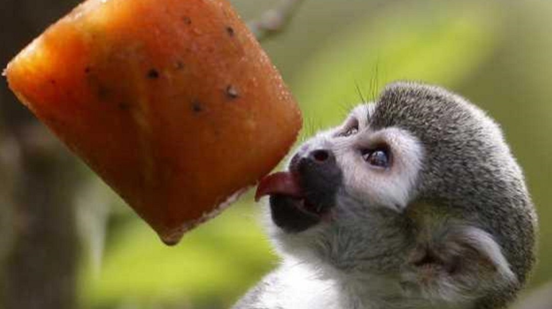 HELADOS PARA ANIMALES