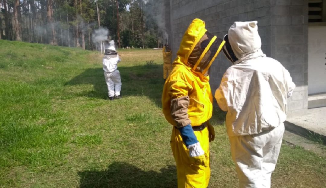 Más de 50 estudiantes fueron picados por abejas