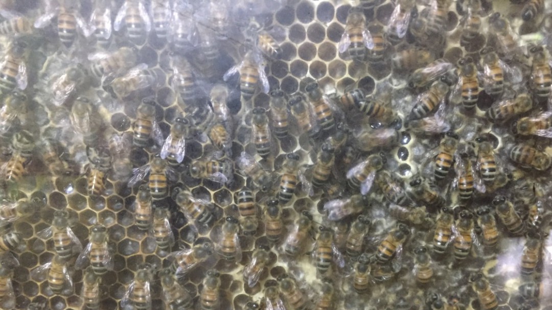 Jardín botánico del Quindío,capacitará a campesinos sobre la cría de abejas