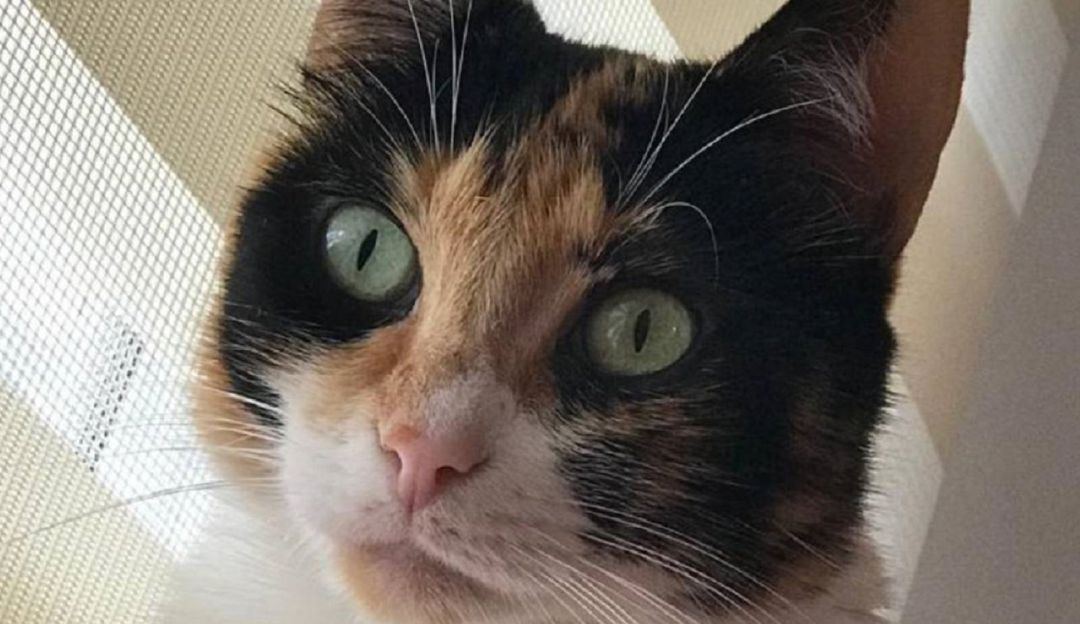 abandono; manizales; animales; denuncia: Se dispara el abandono de animales en Manizales