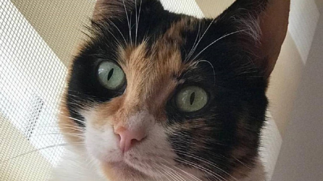 Se dispara el abandono de animales en Manizales